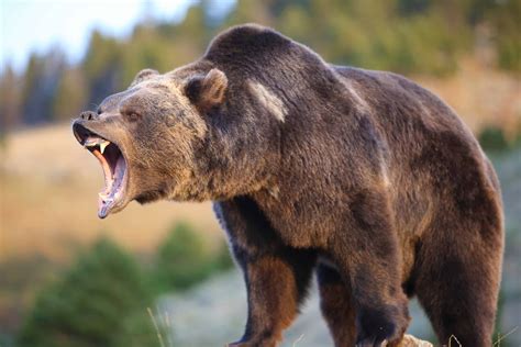 Symbolic grizzly bear mascot of montana